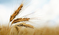 Buğdayda 20,5 milyon ton üretim beklentisi