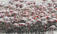 Yunanistan'da flamingo katliamı