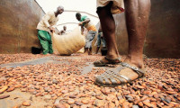 Aşırı yağışlar kakao ihracatını durdurdu