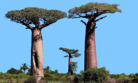 Kenya'da ağaç kesme yasağı seneler sonra kaldırıldı