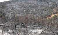 Bingöl'de çıkan orman yangınına müdahale ediliyor