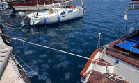 Uzmanlar uyardı! İzmir Körfezi'nde deniz anası yoğunluğu
