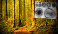 Ormanlarda yeni dev virüsler keşfedildi: Uzaylı yaşam formuna benziyor!