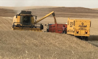 Diyarbakır'da buğday hasadında rekor