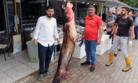 Samsun'da balıkçıların ağına 2,5 metrelik yayın balığı takıldı