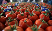 İstanbul'da en çok domatesin fiyatı düştü
