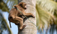 Hindistan'da maymun, 4 aylık bebeği çatıdan aşağı attı