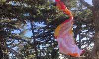 Fethiye'de paraşütü ağaca dolanan Rus pilot kurtarıldı