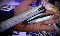 Karadeniz’de 'aşırı avcılık’ tehlikesi: Hamsi boyu küçüldü!
