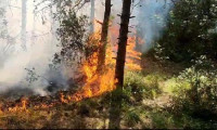 Sultangazi'de orman yangını