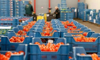 Sebze ve meyve mamulleri ihracatta 1 milyar doları aştı