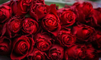 Çiçekçilerde Sevgililer Günü telaşı: Fiyatlarda artış olacak mı?