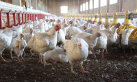 TÜİK: Aralıkta tavuk eti üretimi azaldı, süt ve yumurta üretimi arttı