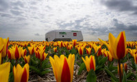 Hollanda'da lale tarlalarına yapay zeka ile koruma