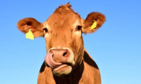 Danimarka, ineklerin metan salımını azaltan yem katkı maddesini finanse edecek