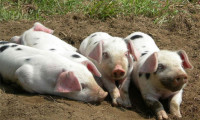 Nehirde 900 ölü domuz bulundu