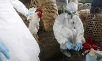 Çin'de kuş gribinden ölümler artıyor