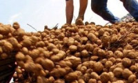İran patatesi oyunu bozar mı