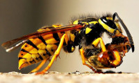 Katil arı dehşeti: 41 ölü