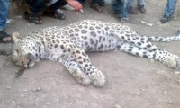 Diyarbakırlı leopar mağduruna şok