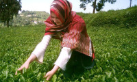 Çay üreticilerine müjde