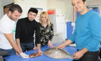 Akdeniz'de zehirli balık alarmı