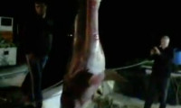 Şarköy'de dev köpekbalığı yakalandı