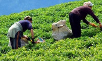 Çay üreticisine fark ödenecek