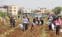 Adanalılar fakirlikten tarlalara koştu