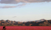 Atacama Çölü'nde çiçekler açtı