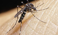 Çin'de Zika virüsü vakası