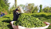 Rize'den 32 ülkeye çay ihracı