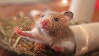 Hong Kong'da 2 bin hamster itlaf edilecek: 'Evcil hayvanlarınızı öpmeyin'