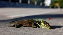 Florida'da halka uyarı: İguana yağabilir!