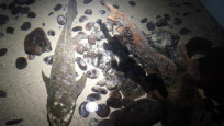En yaşlı akvaryum balığı Methuselah yaşatılmaya çalışılıyor