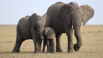  Kenya'da kuraklık nedeniyle 109 fil hayatını kaybetti