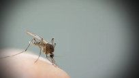 Bilim insanlarından yeni yöntem: Sivrisineklerle aşı!