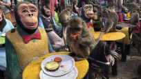 Tayland'da maymunlar için açık büfe