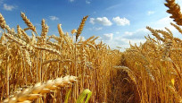 TMO'dan 120 bin tonluk buğday ithalatı