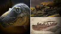 ABD'de heyecanlandıran keşif: T. Rex'in atası bulundu mu? 