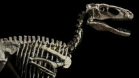 Deinonychus antirrhopus’un iskeleti 12.4 milyon dolara satıldı