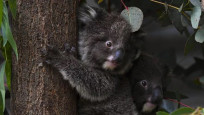 Avustralya'da 63 hayvan türü 20 yıl içinde tükenebilir