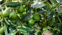 Antalya'daki avokado üretim alanlarında ciddi artış