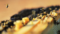 Avustralya'da arılar, parazit endişesiyle kovanlara kapatıldı