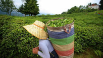 ÇAYKUR’dan birinci sürgünde 212 bin ton yaş çay alımı