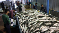 Denizi olmayan Kayseri'de 30 milyon dolarlık balık ihracatı