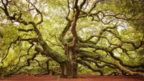 Dünyanın en güzel 16 ağacı