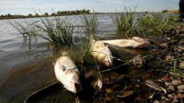 10 ton balığın öldüğü “ekolojik felaket” için harekete geçildi