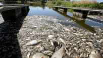  Polonya ile Almanya arasında ölü balık krizi  