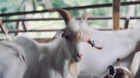 İspanya'da orman yangınlarına karşı 'keçi ve koyun' formülü